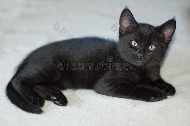 毛毯上10周大的黑猫