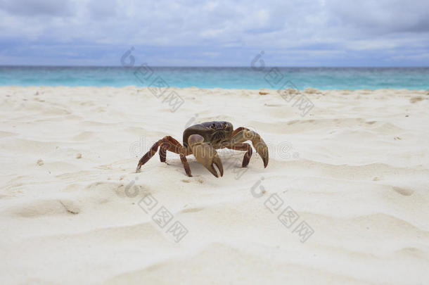 大寨岛-思密兰国家白<strong>沙滩</strong>上的poo kai<strong>螃蟹</strong>