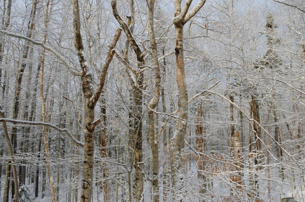 光秃秃的<strong>森林</strong>树木被<strong>冰雪</strong>覆盖
