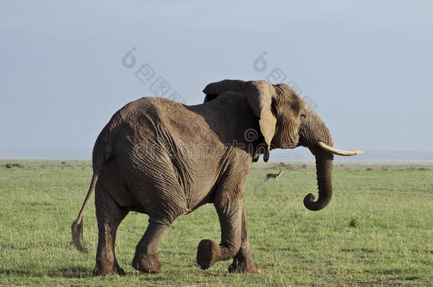 非洲安波塞利大象草原肯尼亚
