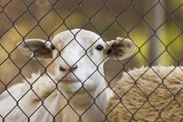 触摸农场围栏后面的小羊