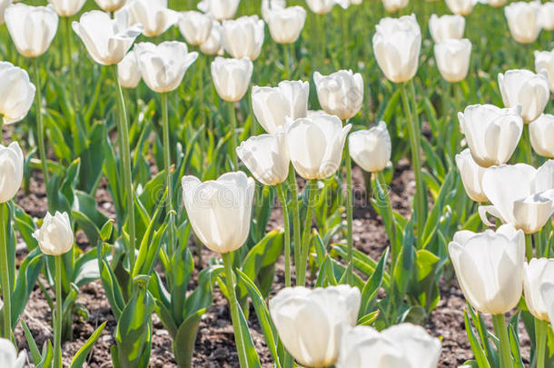 春花系列，田野里的白色郁金香