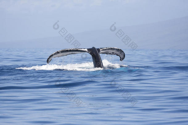 座头鲸的尾巴在<strong>蓝色</strong>的海水中发出<strong>荧光</strong>