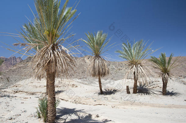 沙漠山谷里的椰枣树