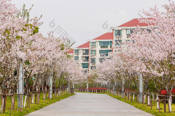 美丽的樱花，粉红色的樱花映衬着建筑物