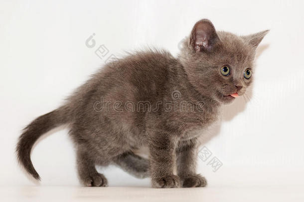 英国灰色蓬松小猫坐着伸舌头