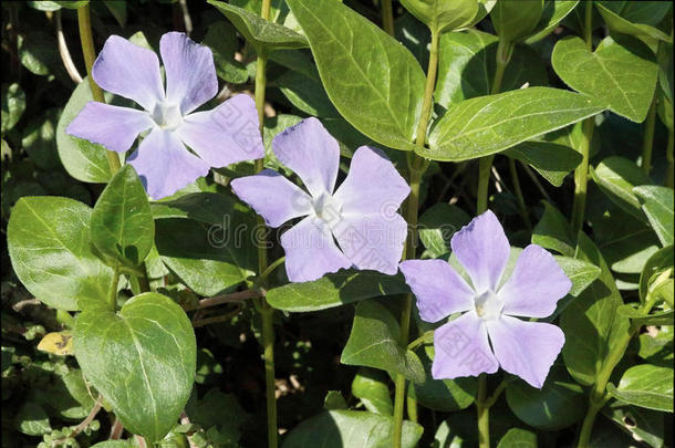 长春花或长春花