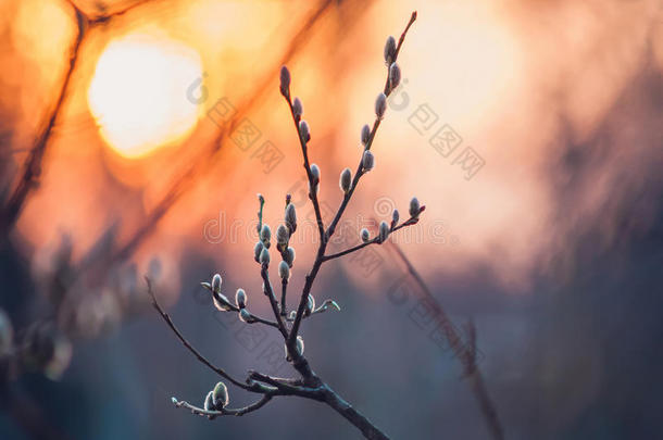 第一次绽放的蓓蕾绽放在夕阳中