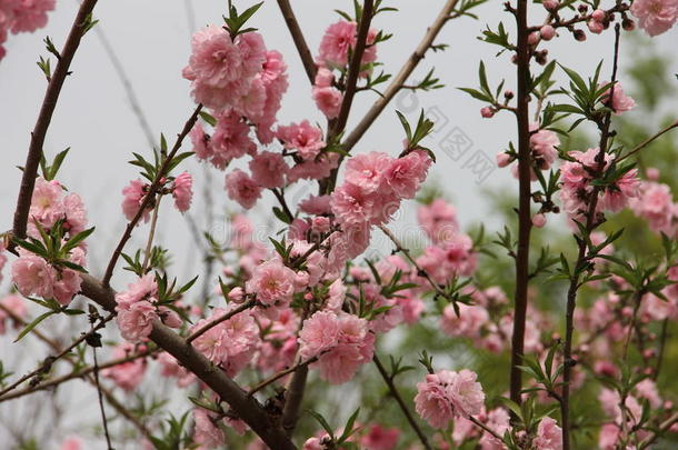 初春盛开粉红色的花朵