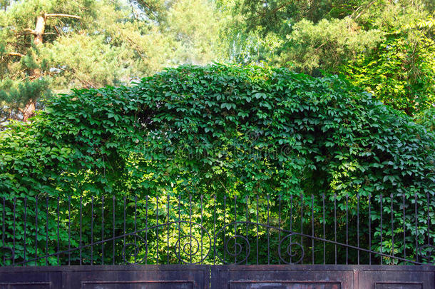 用绿叶环绕在<strong>精雕</strong>细琢的篱笆周围做成拱形