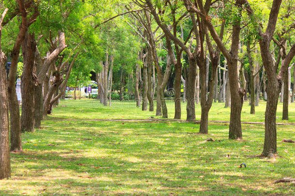 夏季泰国森林与人行道，绿草和树木