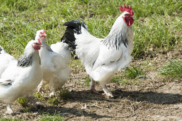 公鸡和母鸡，白色和黑色羽毛的公鸡和母鸡