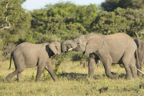 两只非洲幼象（非洲象）在打斗