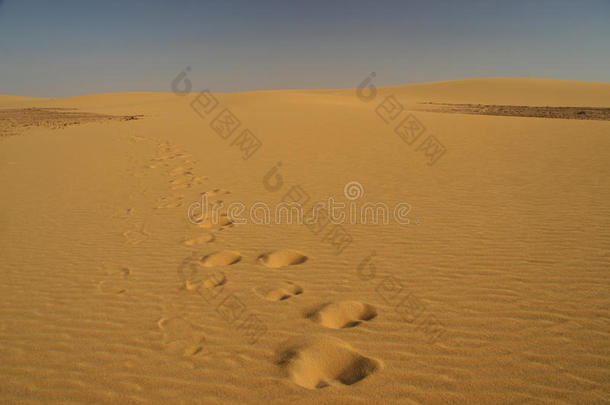 沙漠中的骆驼痕迹