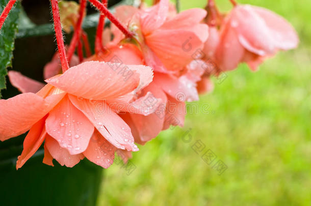 雨后珊瑚秋海棠