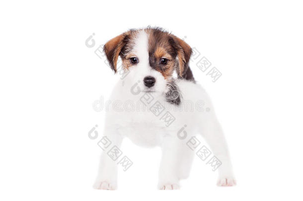杰克·罗素小狗（1.5个月大）穿白色衣服