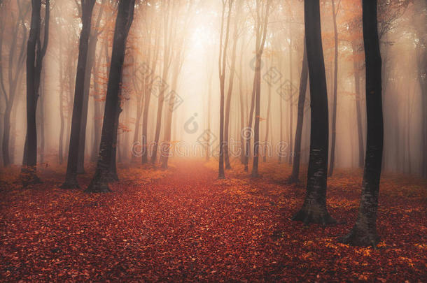 神秘的雾森林，童话般的模样
