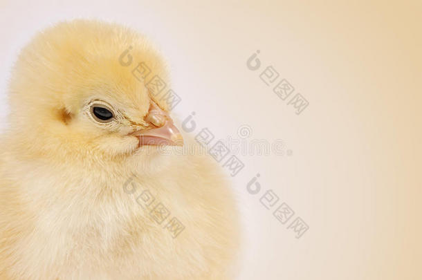 复活节小鸡在清晰的米色背景上