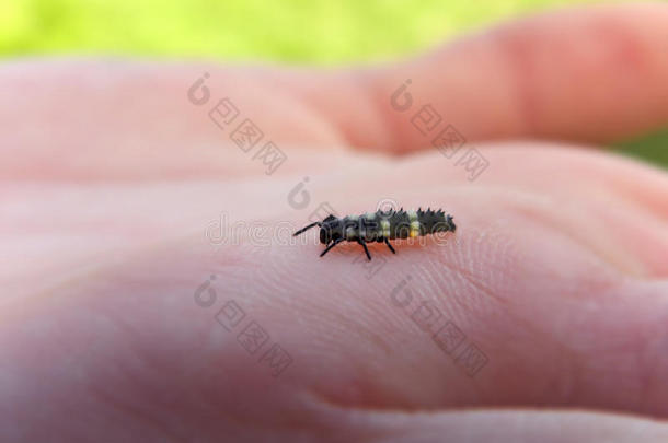 蚜虫婴儿甲虫漏洞花