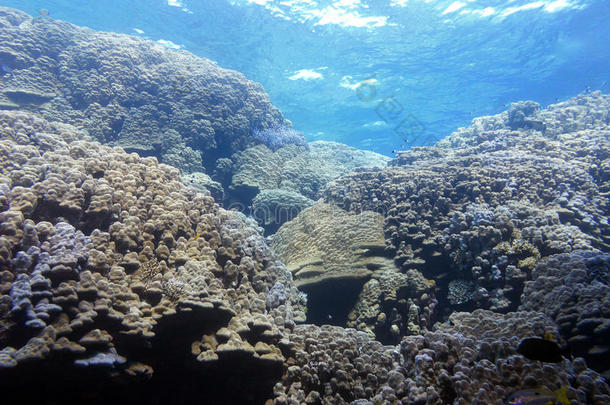 热带海洋水面下有硬珊瑚的珊瑚礁