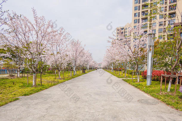 美丽的樱花，粉红色的樱花