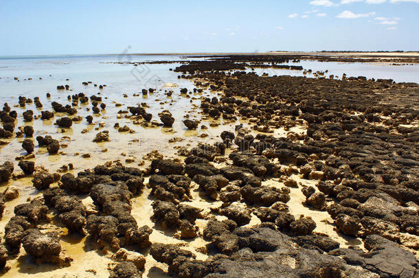 西澳大利亚叠层石