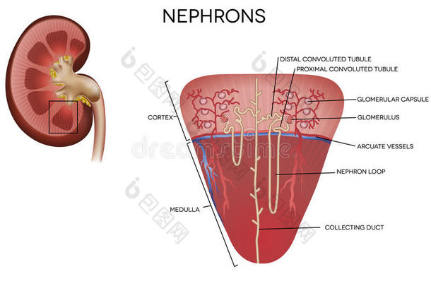 肾单位<strong>图</strong>示，肾的一部分