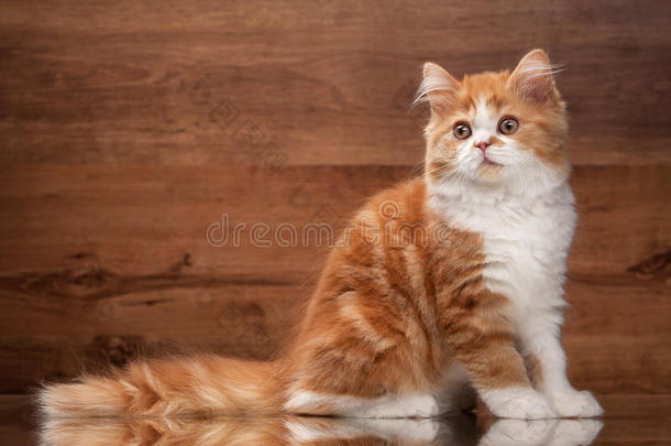 猫。镜子和木质纹理上的红色高地小猫