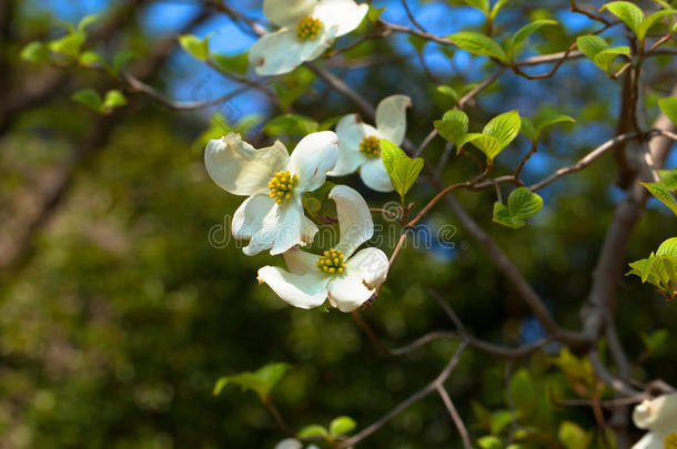 白花山<strong>茱萸</strong>（山<strong>茱萸</strong>）开花