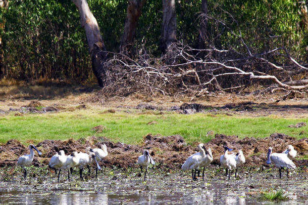 卡卡杜国家公园里的一群鸟