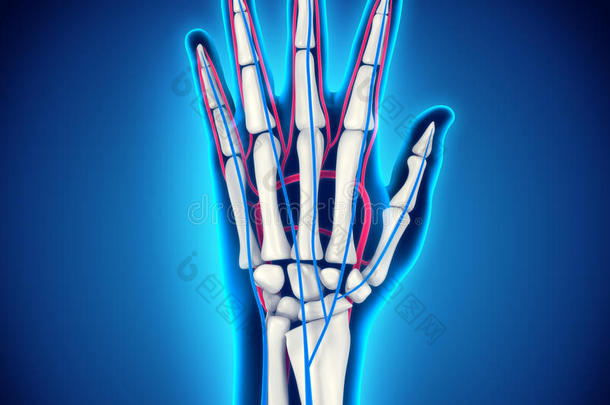 人体手部解剖学插图图片-包图网企业站