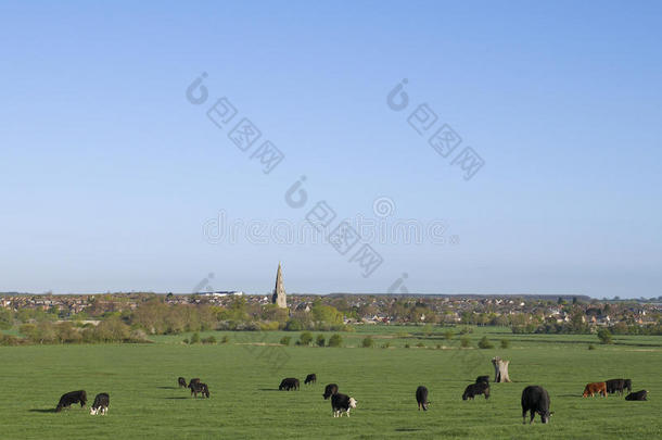 风景-牛群在田野里吃草。背景为教堂尖顶