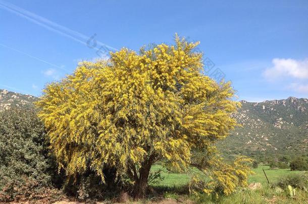 <strong>毛豆</strong>属植物