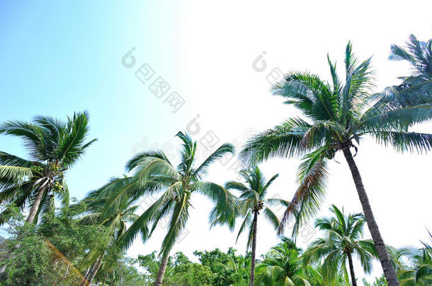 阳光明媚的天空衬托着美丽的棕榈树