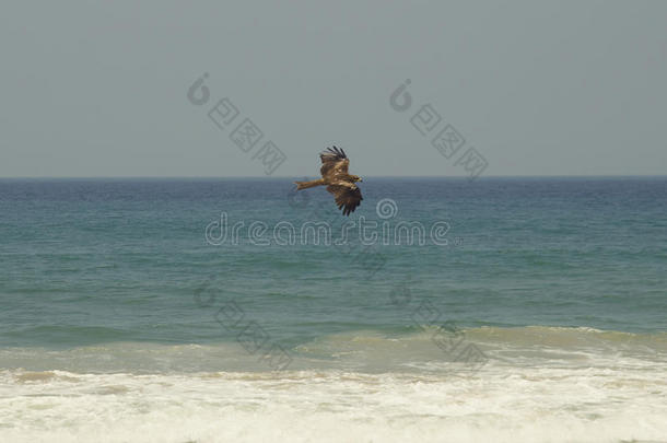 松松垮垮的鹰在海上翱翔