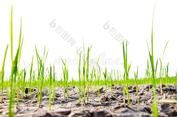 夏天稻苗在地上发芽晒干