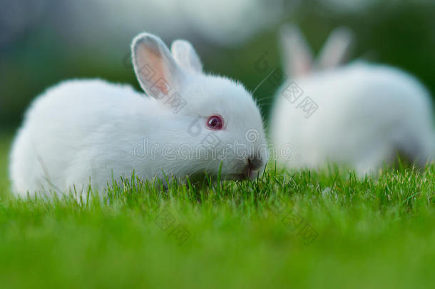草丛中的小白兔