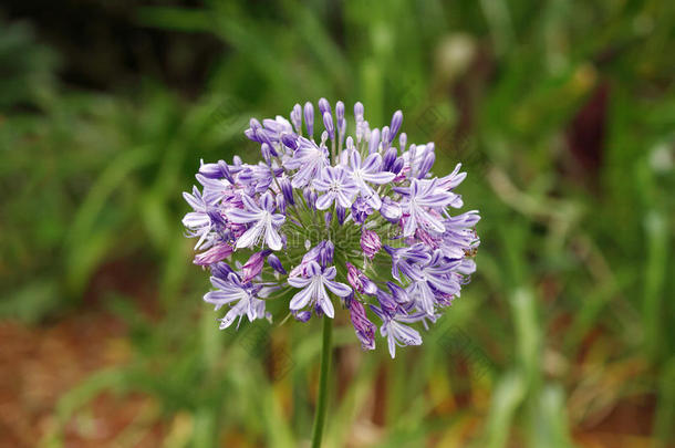 尼罗河百合花的<strong>圆球</strong>