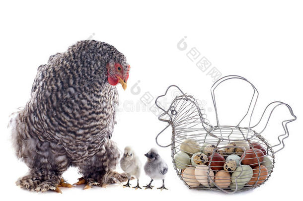 鸡蛋篮，鸡肉和鸡肉