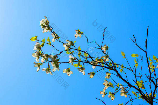 白花山茱萸（山茱萸属）在阳光下开花