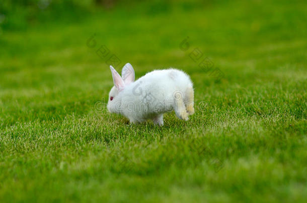 有趣的草丛里的小白兔