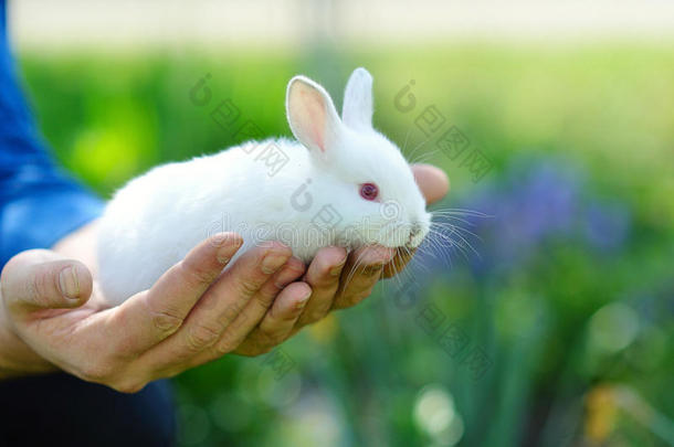 有趣的小白兔在男人手里