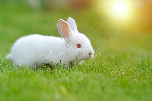 有趣的草丛里的小白兔