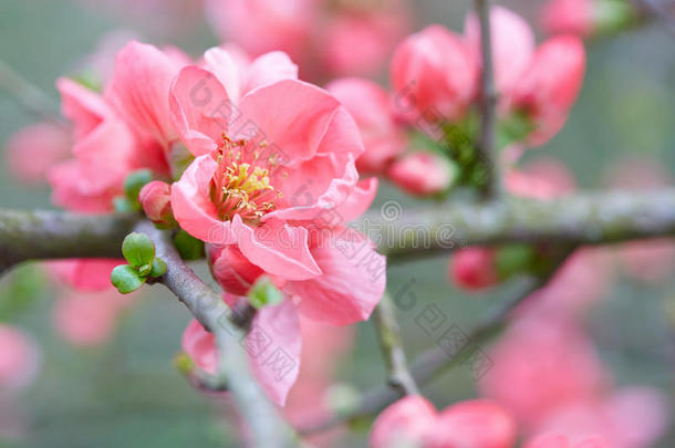 春天粉红色的花朵与粉红色的花朵合影