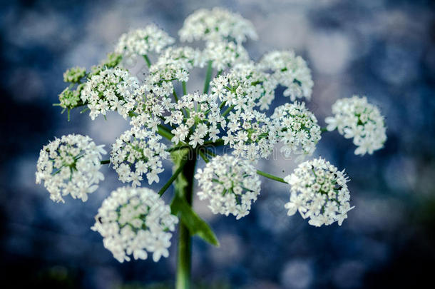 牛芹花