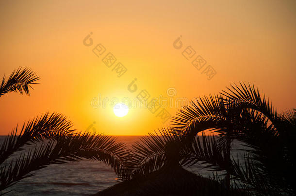 <strong>黄昏的大海</strong>，棕榈树，日落