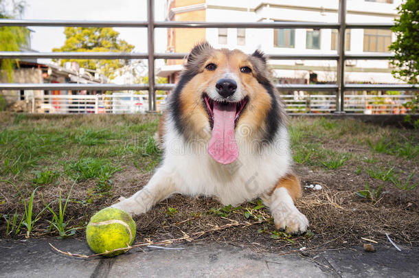 设得兰牧羊犬，牧羊犬，大嘴巴带球