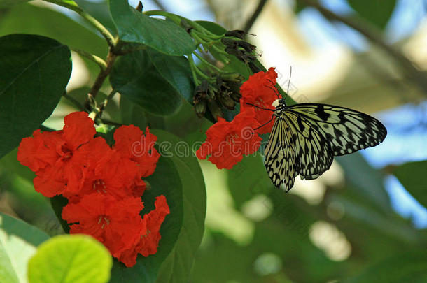 卡拉威花园的纸鸢蝴蝶