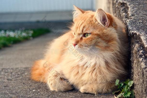 美丽的姜黄色猫放松