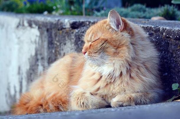 美丽的姜黄色猫放松